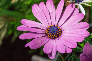 Obraz premium Marguerites