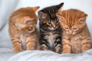 Trio de chatons