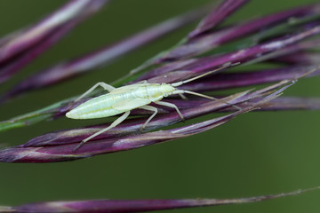 Elongate grass bug nymph, Notostira elongata