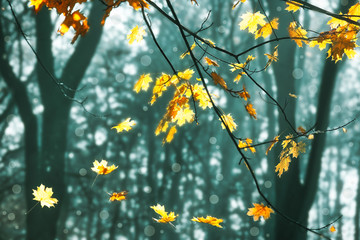 Leaves falling from the maple tree in city park in November, fall season outdoor background