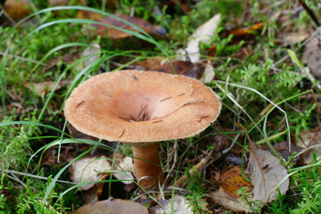 Lactarius helvus, commonly known as fenugreek milkcap