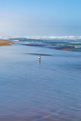 Fototapeta na wymiar A seagull standing at the edge of the water, on Ocean Beach in San Francisco