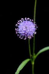 Succisapratensis, known as devil's-bit or devil's-bit scabious