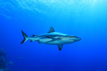 Obraz na płótnie Canvas Grey reef shark