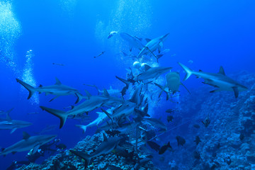 Fototapeta na wymiar Shark feeding of Grey reef sharks