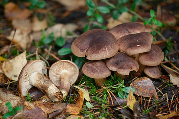 Tricholoma imbricatum, Matt knight mushroom