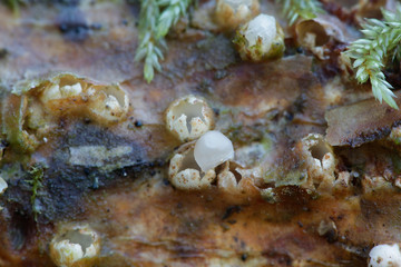Sphaerobolus stellatus, commonly known as the cannon ball fungus