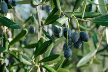 olives, branch, hand picking from plants during harvesting, green, black, beating, to obtain extra virgin oil, food, antioxidants, Taggiasca, sun, autumn, light, Riviera, Liguria, Italy