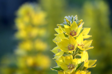 Dotted loosestrife, Lysimachia punctata