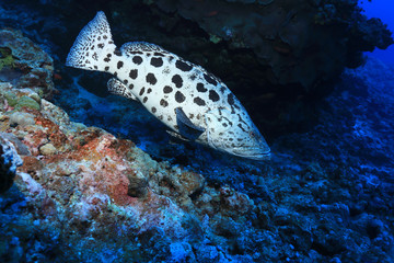 Potato grouper fish