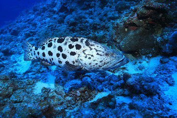 Potato grouper fish