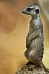 Watchful meerkat on a yellow-orange background.