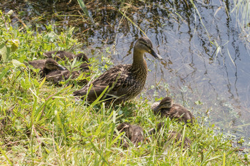 anatre sul fiume Adda
