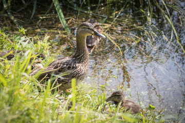 anatre sul fiume Adda