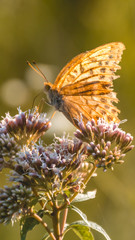 Fototapeta na wymiar Smartphone HD wallpaper of macro of orange butterfly on flower