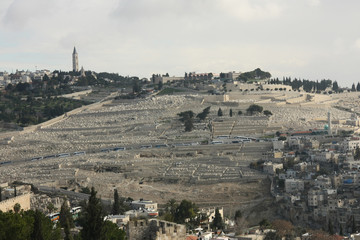 Fototapeta premium The Mount of Olives is a huge