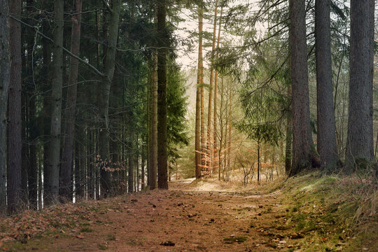 Small forest road