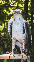 Smartphone HD wallpaper of bird of prey standing