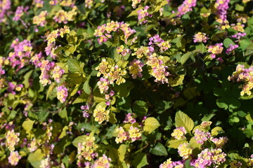 spring flower garden 