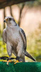 Smartphone HD wallpaper of bird of prey standing