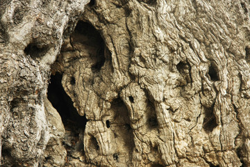 old tree bark