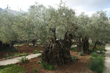 Fototapeta na wymiar Olive bark in the garden of Gethsemane