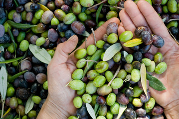 hand with olives, picking from plants during harvesting, green, black, beating, to obtain extra...