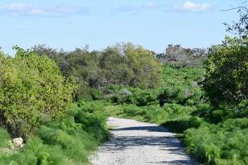 Cyprus  spring nature