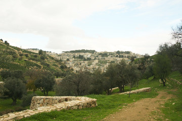 Ancient olives in the valley of Hinnom, the valley of ennoma is a prototype of hell