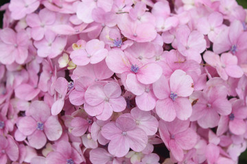 Hydrangea Flowers