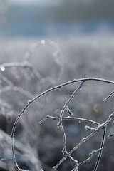 Close-up of herbs plants weeds covered with frost