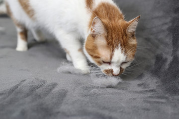 Pet hair. Cleaning the cat's fur. Cat hair on the couch.