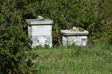 beekeeping Cyprus farm 