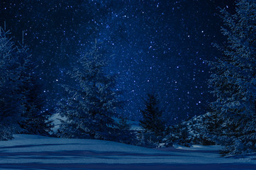 Snow covered trees on a clear night