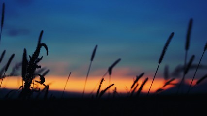 sunset in the field