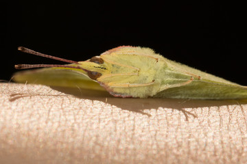 brimstone butterfly