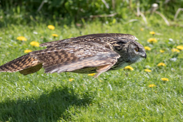 Owl in flight hunting close to ground. Bird of prey flying.
