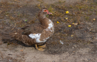 Outdoor portrait of Muscovy duck (Cairina moschata) standing on the ground  in poultry-yard at fall season