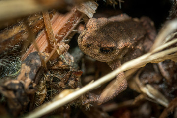 frog