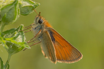 Rostfarbige Dickkopffalter (Ochlodes sylvanus)