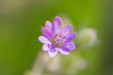 Fototapeta premium fragile blossom