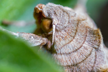 angry looking fuzzy monster