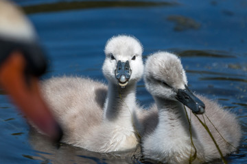 little swans exploring the world