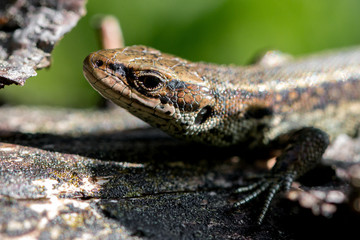 reptile warming up. Some day it will be a large dinosaur ;-)