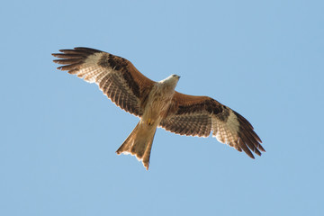 Red Kite