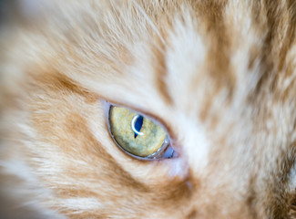 Close up (macro) view at the ginger cat's muzzle, nose and eye