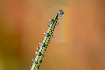 dew drops