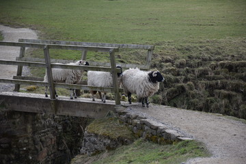 Sheep crossing bridge in England