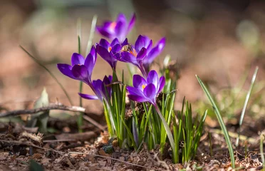 Foto auf Acrylglas Blumen für meine lieben Flickr-Freunde! Einen schönen Tag euch allen! © Christian
