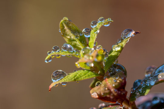 dropletts